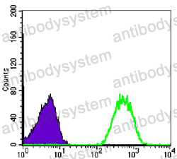 Anti-NME1 Antibody (R3E08)
