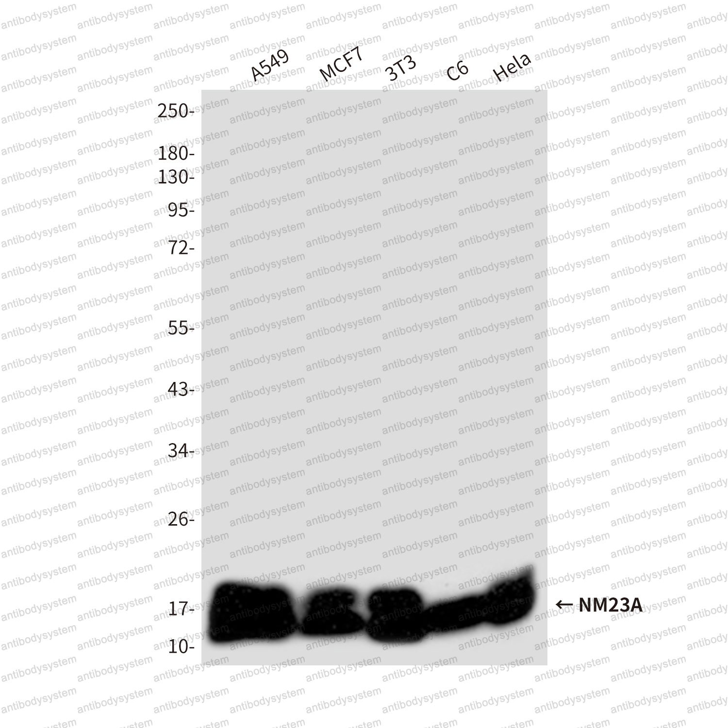 Anti-NME1 Antibody (R3E09)