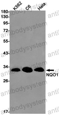 Anti-NQO1 Antibody (R1P82)