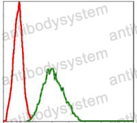 Anti-NQO1 Antibody (R3E10)