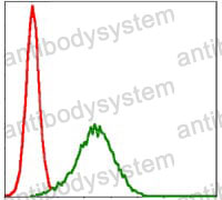 Anti-NQO1 Antibody (R3E11)