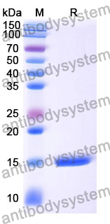 Anti-Human VEGFA Nanobody (SAA0902)