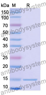 Anti-Human VEGFA Nanobody (SAA1168)