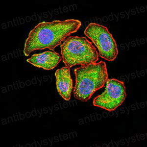 Anti-VEGFA Antibody (R3E13)