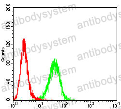 Anti-RPA2 Antibody (R3E18)