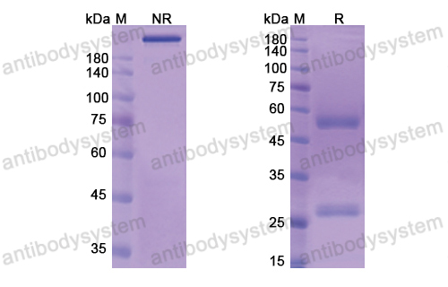 Research Grade Anti-Human CD227/MUC1 antibody (CMB-401)