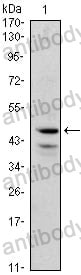 Anti-GATA1 Antibody (R3E20)
