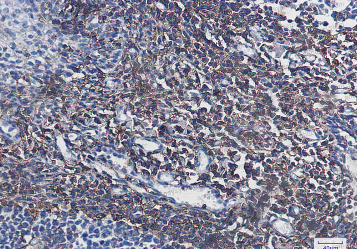 Anti-CD44 Antibody (R1P89)