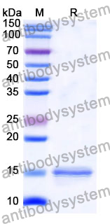 Anti-Human H2AX Nanobody (SAA1140)