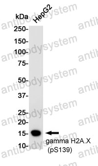 Anti-Phospho-Histone H2A.X (Ser139) Antibody (R1P91)