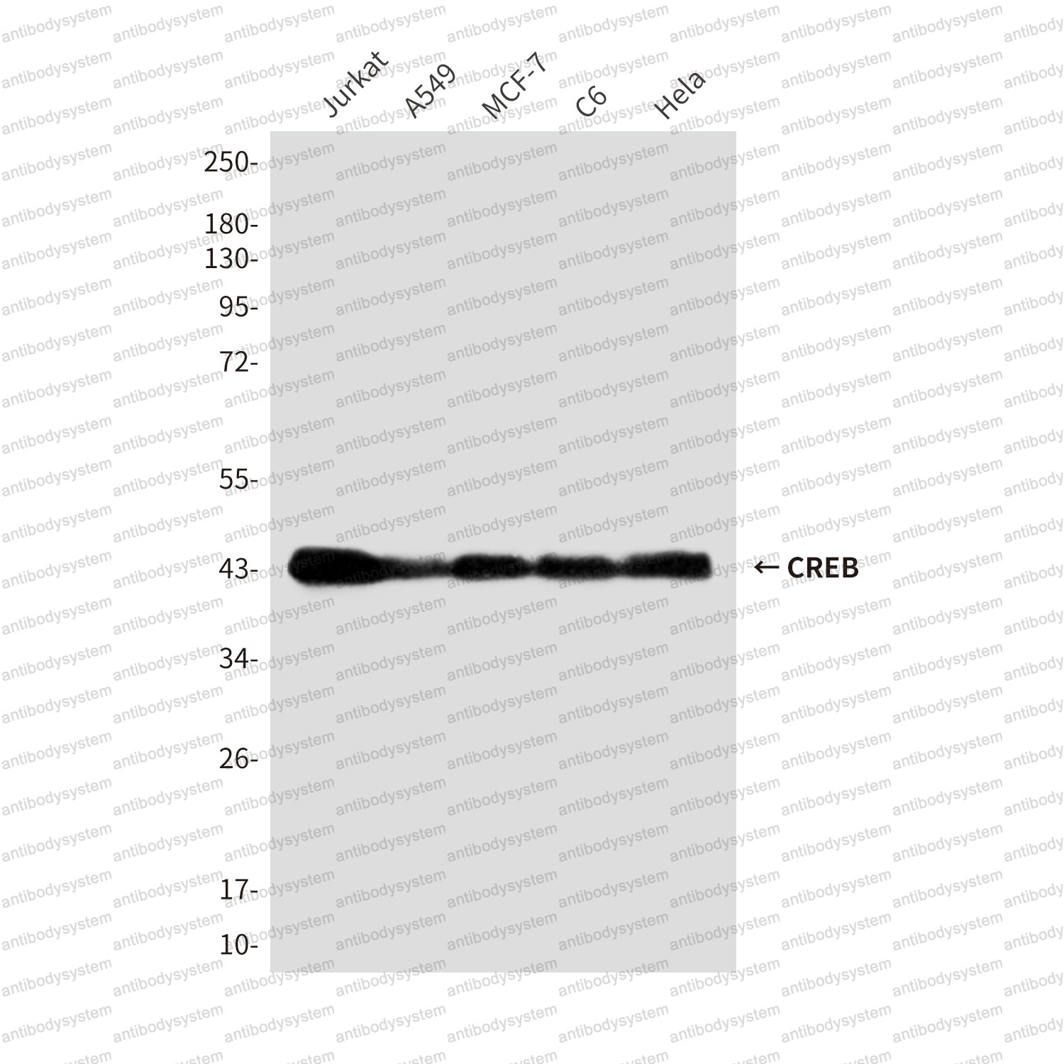 Anti-CREB1 Antibody (R3E37)