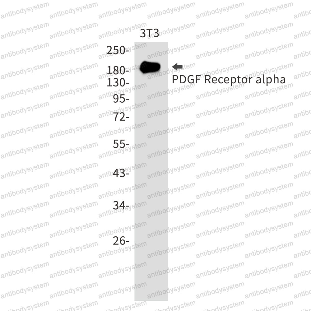 Anti-CD140a/PDGFRA Antibody (R1Q03)
