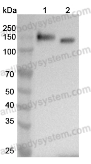 Anti-Human CD31/PECAM1 Antibody (SAA2178)