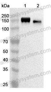 Anti-Human CD31/PECAM1 Antibody (SAA2179)