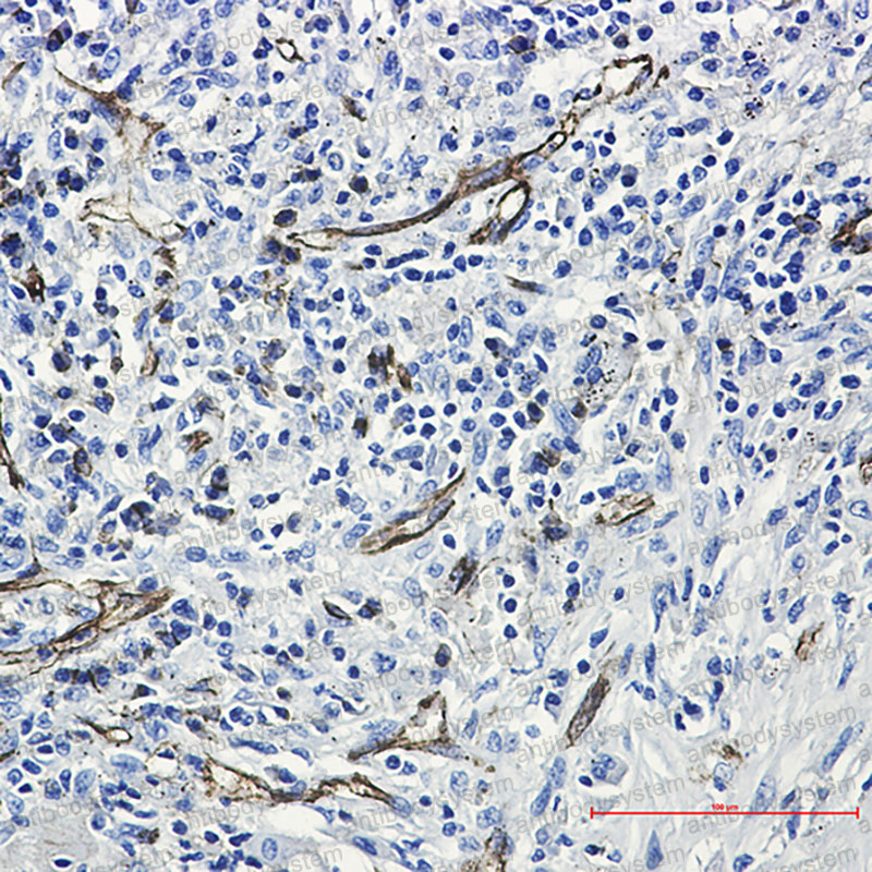 Anti-CD31/PECAM1 Antibody (R1Q06)