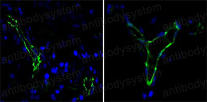 Anti-CD31/PECAM1 Antibody (R3E43)