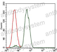 Anti-NCK1 Antibody (R3E45)
