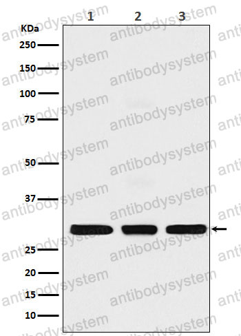 Anti-Histone H1.2 Antibody (R1Q09)