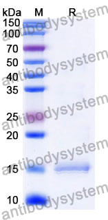 Anti-Human CD152/CTLA4 Nanobody (SAA1104)