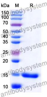 Anti-Human CD152/CTLA4 Nanobody (SAA0918)