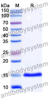 Anti-Human CD152/CTLA4 Nanobody (SAA1054)