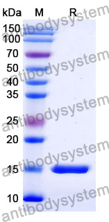 Anti-Human CD326/EPCAM Nanobody (SAA1341)