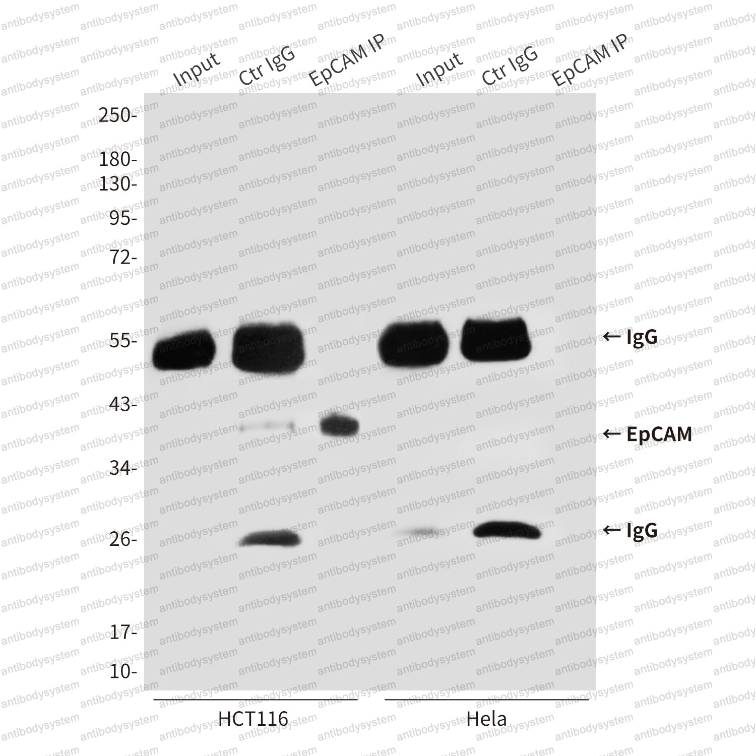 Anti-CD326/EPCAM Antibody (R3E52)