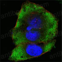 Anti-FER Antibody (R3E57)
