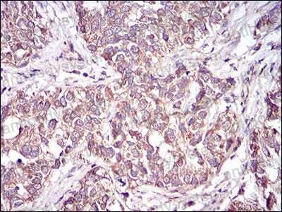 Anti-CD36 Antibody (R3E59)