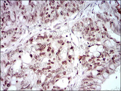 Anti-HOXB4 Antibody (R3E69)