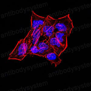 Anti-SYN1 Antibody (R3E70)