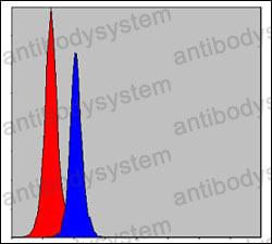 Anti-CEBPB Antibody (R3E74)