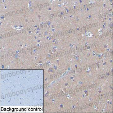 Anti-GAP43 Antibody (R3E75)