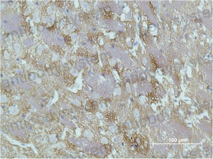 Anti-GAP43 Antibody (R3E77)