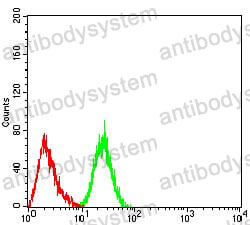 Anti-DDX5 Antibody (R3E83)