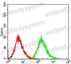 Anti-PTPN1 Antibody (R3E94)