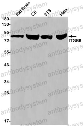 Anti-ITGB6 Antibody (R1Q89)