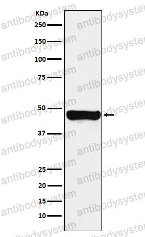 Anti-RCC1 Antibody (R1Q93)