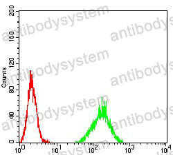 Anti-ATF3 Antibody (R3F04)