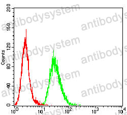 Anti-XRCC1 Antibody (R3F07)