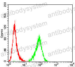 Anti-XRCC1 Antibody (R3F08)