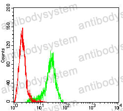 Anti-KRT15 Antibody (R3F10)