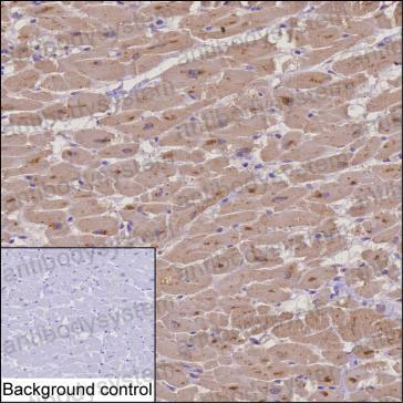 Anti-PAM Antibody (R3F13)