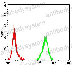 Anti-PLCG1 Antibody (R3F19)