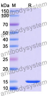 Anti-Human CD106/VCAM1 Nanobody (SAA2055)