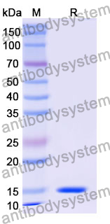 Anti-Human CD106/VCAM1 Nanobody (cAbVCAM1-5)