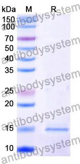 Anti-Human NCL Nanobody (SAA1204)