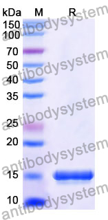 Anti-Human CD120a/TNFRSF1A/TNFR1 Nanobody (SAA1242)