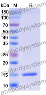 Anti-Human CD120a/TNFRSF1A/TNFR1 Nanobody (Clone: 70)