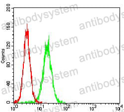 Anti-WT1 Antibody (R3F40)